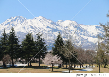 雪化粧の妙高の山々と松が峰のさくら 雪化粧の妙高の山々と松が峰のさくら 89604276