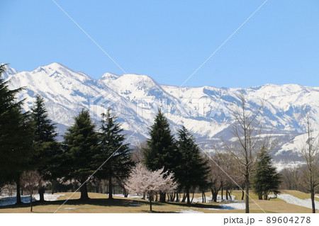 雪化粧の妙高の山々と松が峰のさくら 89604278