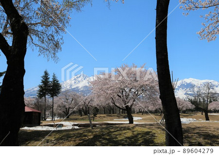 雪化粧の妙高の山々と松が峰のさくら 89604279