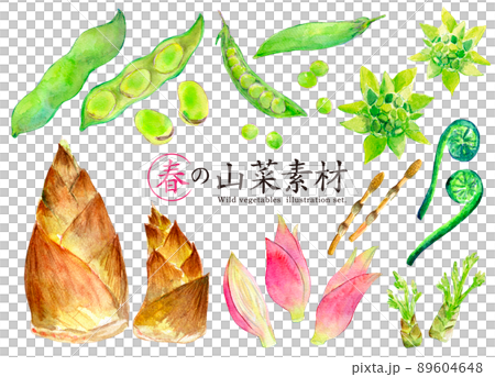 旬の野菜　春　水彩イラストセット 89604648
