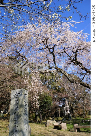 【京都市山科区】岩屋寺　大石大夫閑居址と桜 89604750