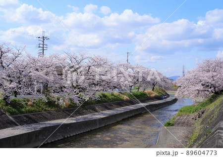【奈良県大和高田市】高田千本桜と高田川 89604773