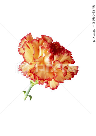 Carnation dianthus flowers isolated on white background Carnation dianthus flowers isolated on white background 89604846