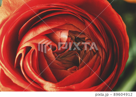Ranunculus orange flowers abstract floral background, selective focus. Macro flower photo Ranunculus orange flowers abstract floral background, selective focus. Macro flower photo 89604912