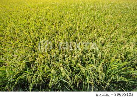 The yellow green rice in paddy rice field The yellow green rice in paddy rice field 89605102