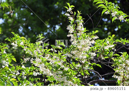 エゴノキの花 エゴノキの花 89605151