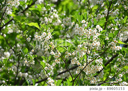 エゴノキの花 89605153