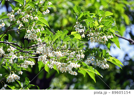 エゴノキの花 89605154