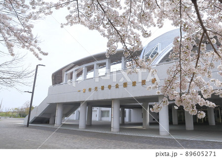スタジアム前の桜(光明寺公園球技場 愛知県 一宮市) スタジアム前の桜(光明寺公園球技場 愛知県 一宮市) 89605271