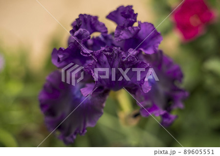 初夏に咲いた菖蒲 89605551