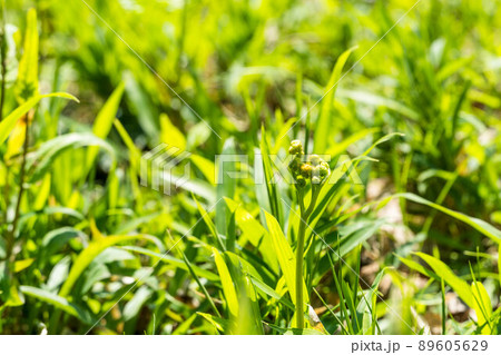 春の山菜　わらび 89605629