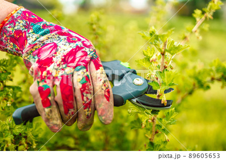 A man cuts raspberries with pruners. Selective focus. People. A man cuts raspberries with pruners. Selective focus. People. 89605653