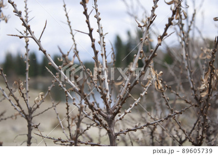 branches with rosehip thorns atmospheric nature photos for your background branches with rosehip thorns atmospheric nature photos for your background 89605739