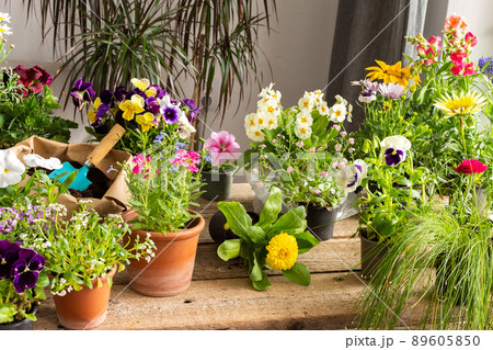 Spring decoration of a home balcony or terrace Spring decoration of a home balcony or terrace 89605850