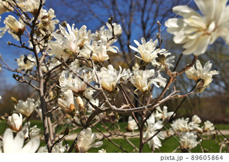 Beautiful Magnolia X Loebneri Encore Flowers Blossoms Against Deep Blue Sky Beautiful Magnolia X Loebneri Encore Flowers Blossoms Against Deep Blue Sky 89605864