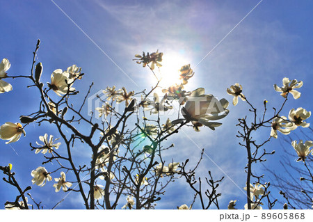 Beautiful Magnolia X Loebneri Encore Flowers Blossoms Against Deep Blue Sky 89605868