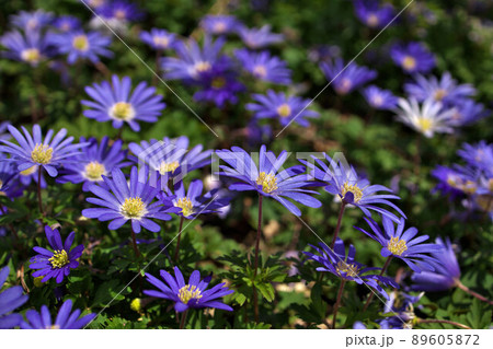 Anemone blanda, Balkan anemone, Grecian windflower or winter windflower with purple blue flowers 89605872