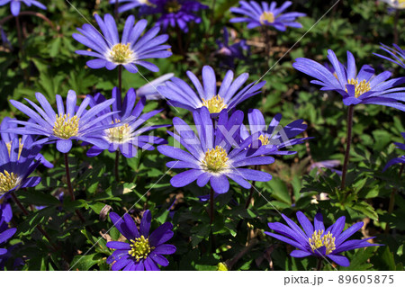 Anemone blanda, Balkan anemone, Grecian windflower or winter windflower with purple blue flowers Anemone blanda, Balkan anemone, Grecian windflower or winter windflower with purple blue flowers 89605875