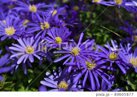 Anemone blanda, Balkan anemone, Grecian windflower or winter windflower with purple blue flowers 89605877