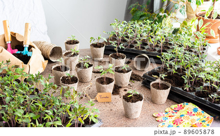 Transplanting seedlings, pricking out 89605878