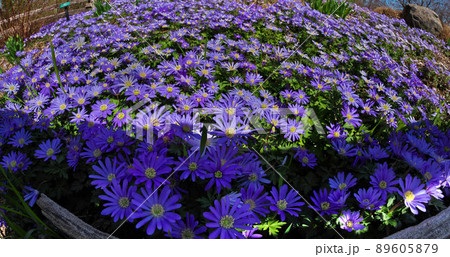 Anemone blanda, Balkan anemone, Grecian windflower or winter windflowers fisheye perspective Anemone blanda, Balkan anemone, Grecian windflower or winter windflowers fisheye perspective 89605879