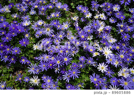 Anemone blanda, Balkan anemone, Grecian windflower or winter windflowers directly above 89605886