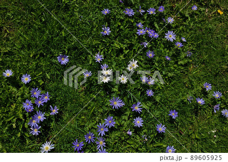 Anemone blanda, Balkan anemone, Grecian windflower purple flower standing out in green grass Anemone blanda, Balkan anemone, Grecian windflower purple flower standing out in green grass 89605925