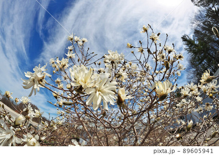 Beautiful Fisheye Perspective of Magnolia X Loebneri Encore Flowers Blossoms Against Blue Sky Beautiful Fisheye Perspective of Magnolia X Loebneri Encore Flowers Blossoms Against Blue Sky 89605941