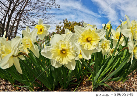 Ice Follies Daffodils Narcissus on a Sunny Spring Day. Dramatic Low Angle Fisheye Perspective. Ice Follies Daffodils Narcissus on a Sunny Spring Day. Dramatic Low Angle Fisheye Perspective. 89605949