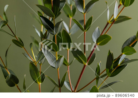 Green eucalyptus branches on dark background close up macro Green eucalyptus branches on dark background close up macro 89606540