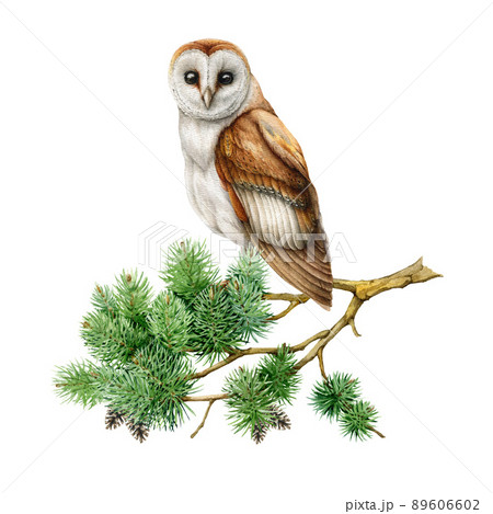Barn owl on a pine branch. Watercolor illustration. Realistic hand drawn forest bird on a conifer twig. Nature forest scene. Barn owl perched on a green pine twig. White background 89606602