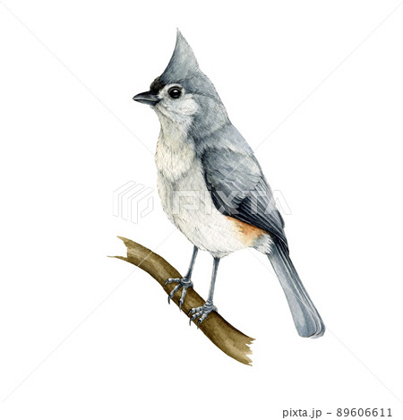 tufted titmouse watercolor