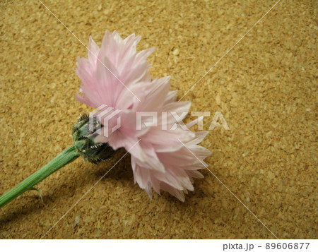 淡いピンク色の花のヤグルマギクと背景のコルクボード 89606877