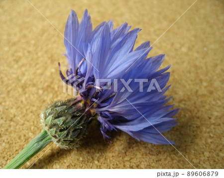コルクボードの上にヤグルマギクの青い花 コルクボードの上にヤグルマギクの青い花 89606879