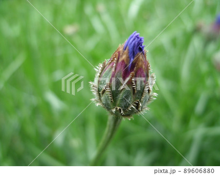 つぼみの先に美しい青色の花びらが覗くヤグルマギク 89606880