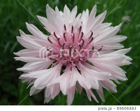 ピンク色のヤグルマギクの花 ピンク色のヤグルマギクの花 89606883