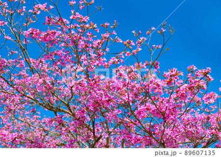 pink blossom of sakura tree on sunny blue sky in spring 89607135