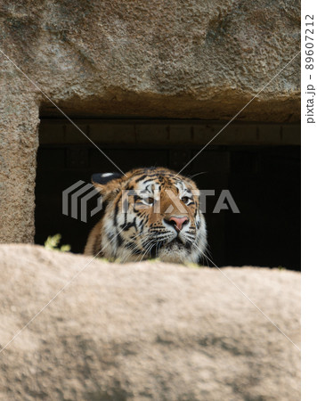穴に隠れるアムールトラの子 穴に隠れるアムールトラの子 89607212