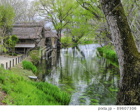 春の大王わさび農場　水車小屋 89607306