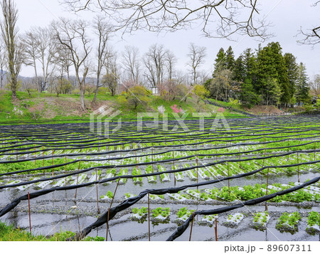 春の大王わさび農場 89607311