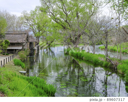 春の大王わさび農場 水車小屋 春の大王わさび農場 水車小屋 89607317