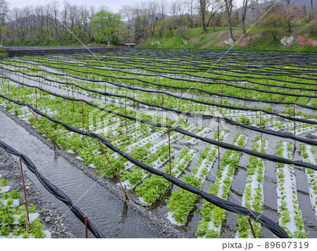 春の大王わさび農場 89607319