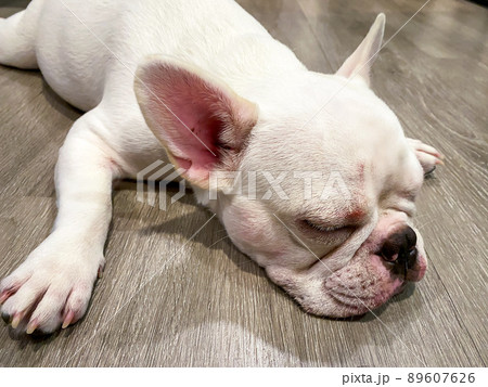French bulldog lying on the wood floor 89607626