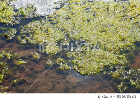 Algae blooming in the pond Algae blooming in the pond 89608833