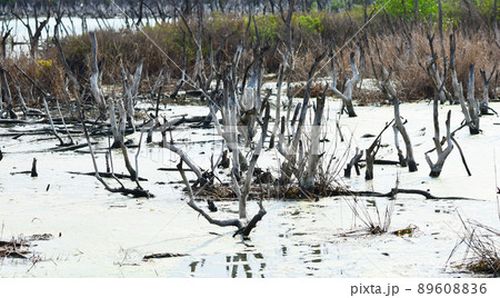 Dried tree in swamp with salt waterの写真素材 [89608836] - PIXTA