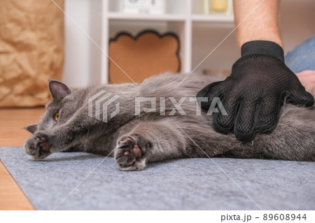 A man combs the cat's fur with special glove and A man combs the cat's fur with special glove and 89608944