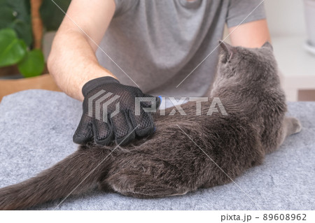 A man combs the cat's fur with special glove and 89608962