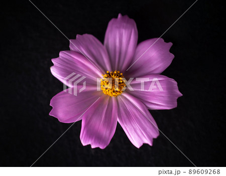 Top view of a flower on a black background. Selective focus. Top view of a flower on a black background. Selective focus. 89609268