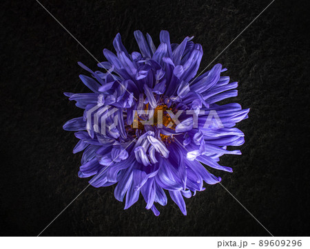 Beautiful flower on black background. Flat lay, top view. 89609296