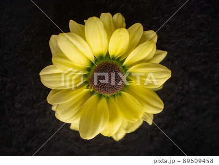 Top view of a flower on black background. On a dark background. Top view of a flower on black background. On a dark background. 89609458